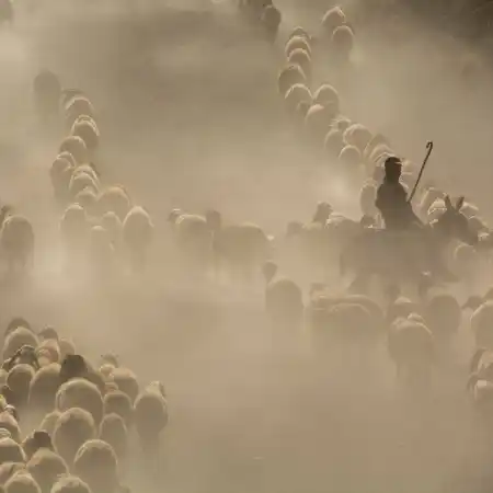 herds of sheep in the desert